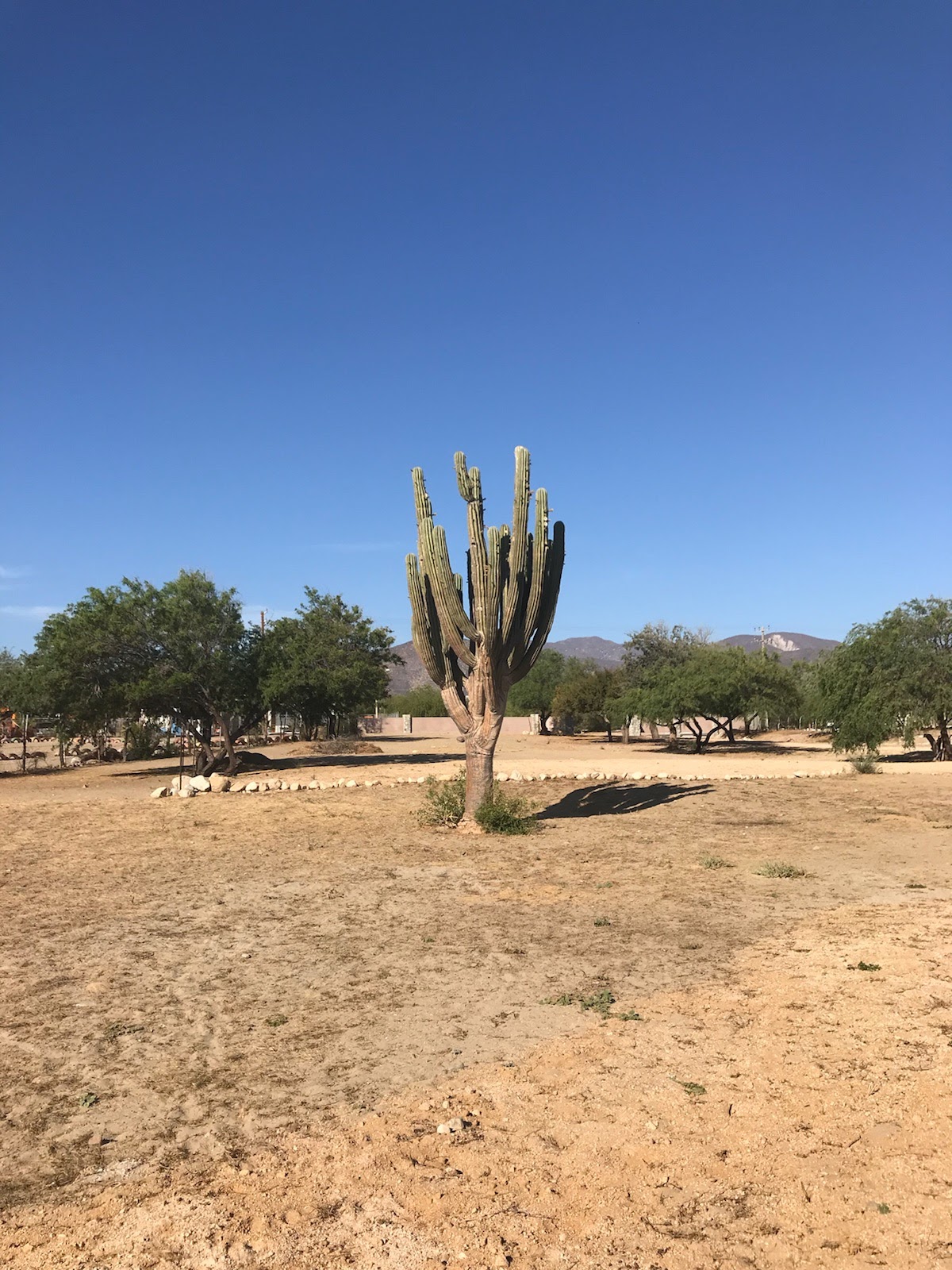 cactus in desert