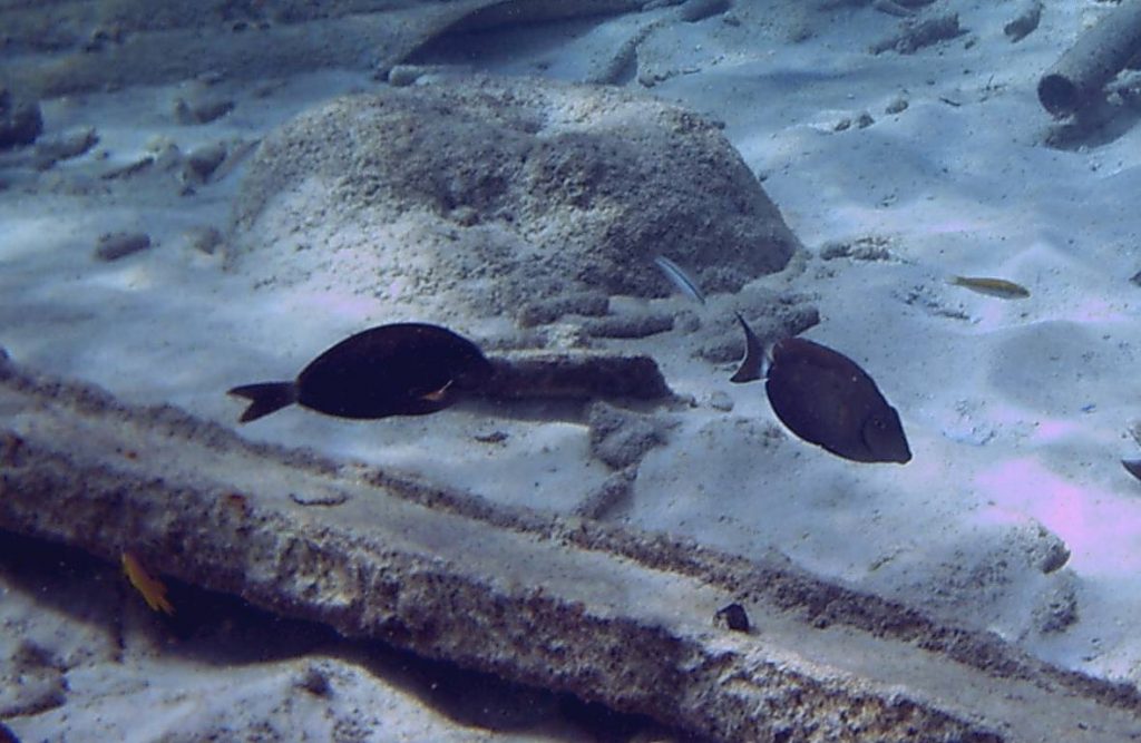 Fish in Bonair reef