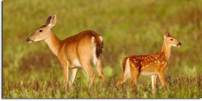 Deer on Skyline Drive