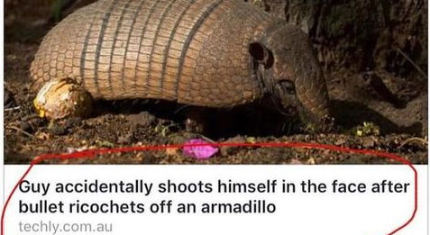 instant karma armadillo