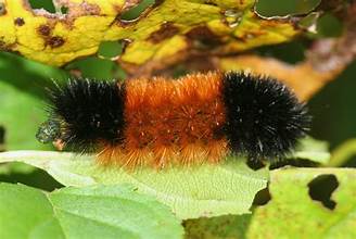 woolly bear caterpillar